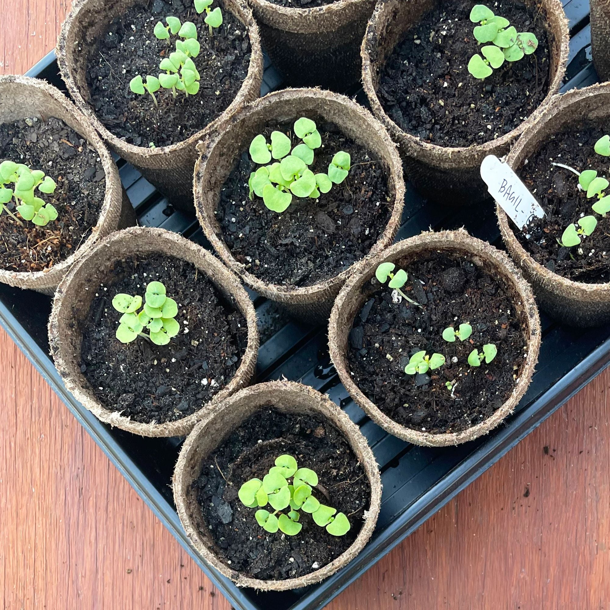 Peat pot with seedlings